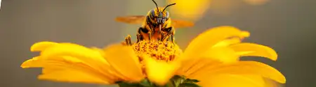 notes.Bee